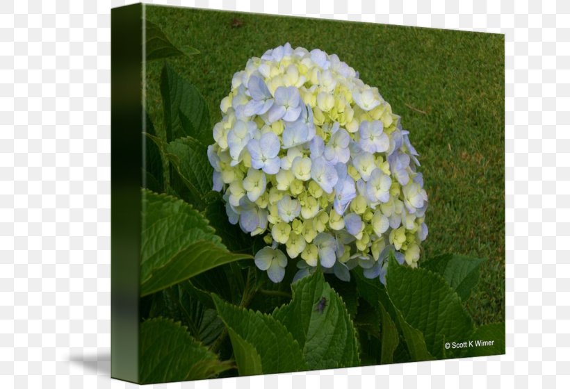 Hydrangeaceae, PNG, 650x560px, Hydrangea, Cornales, Flower, Flowering Plant, Hydrangeaceae Download Free