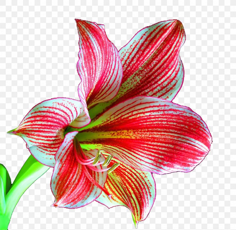 Lilium Flower Plant Download, PNG, 1024x1002px, Lilium, Amaryllis Belladonna, Amaryllis Family, Chart, Cut Flowers Download Free