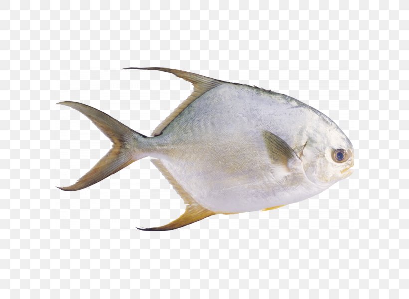 Pampus Argenteus Fish Stromateidae Seafood, PNG, 800x600px, Pampus Argenteus, Aquaculture, Bony Fish, Carangidae, Fauna Download Free