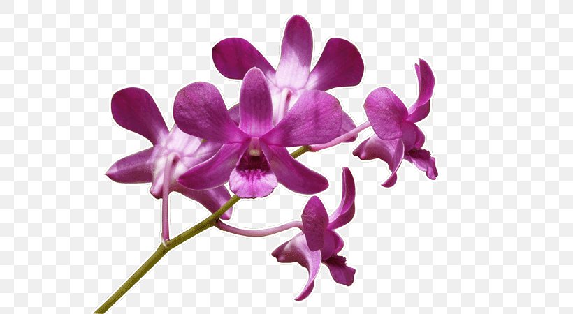 Wall Decal Cattleya Orchids Violet Plant, PNG, 600x450px, Wall Decal, Cattleya, Cattleya Orchids, Dendrobium, Drawing Download Free