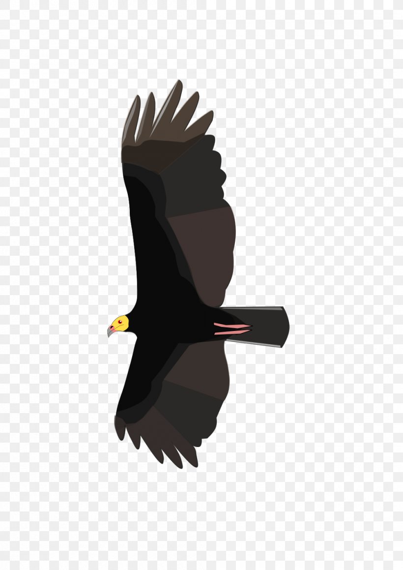 Bird Of Prey Turkey Vulture Greater Yellow-headed Vulture Lesser Yellow-headed Vulture, PNG, 1000x1414px, Bird, Accipitriformes, Bald Eagle, Beak, Bird Of Prey Download Free