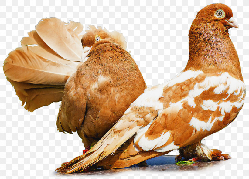Bird Pigeons And Doves Beak Chicken, PNG, 1280x922px, Bird, Beak, Chicken, Pigeons And Doves Download Free