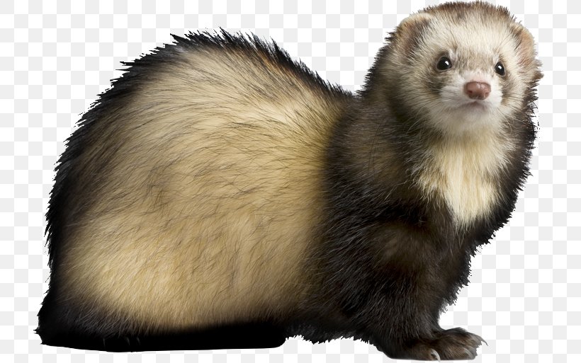 free clipart ferret