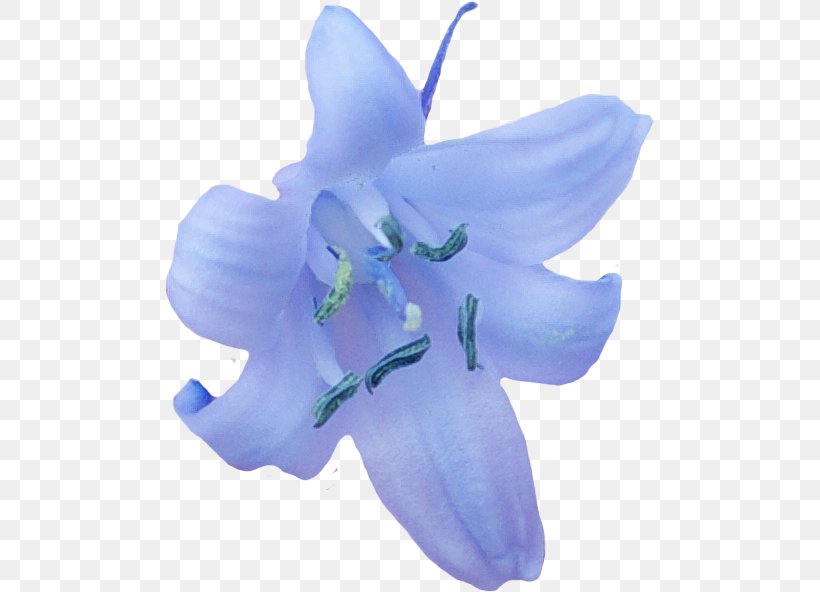 Blue Iris Flower, PNG, 489x592px, Harebell, Bellflower, Bellflower Family, Bellflowers, Blue Download Free