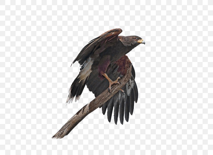 Eagle Hawk Common Buzzard Vulture, PNG, 600x600px, Eagle, Accipitriformes, Beak, Bird, Bird Of Prey Download Free