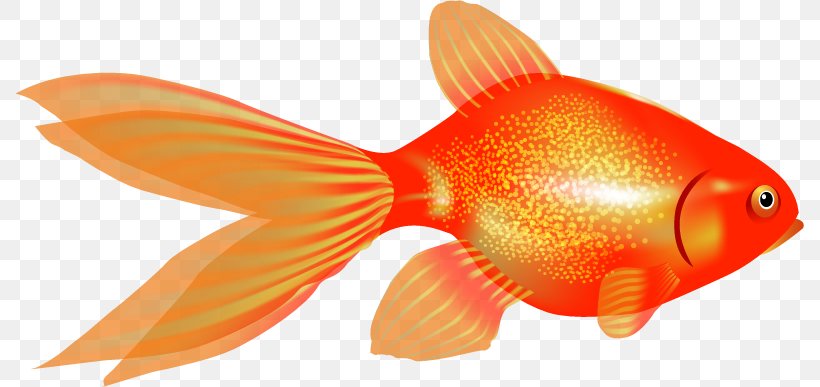 Goldfish Ornamental Fish, PNG, 788x387px, Goldfish, Aquarium, Bony Fish, Digital Image, Drawing Download Free
