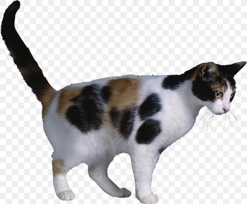 Japanese Bobtail Ukrainian Levkoy American Bobtail Siberian Cat Calico Cat, PNG, 2130x1758px, Japanese Bobtail, Aegean Cat, American Bobtail, American Wirehair, Barr Body Download Free