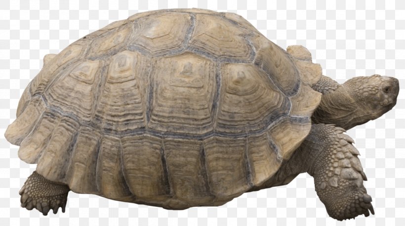 Reptile Turtle Hermann's Tortoise, PNG, 1196x668px, Reptile, Box Turtle, Chelydridae, Common Snapping Turtle, Deviantart Download Free