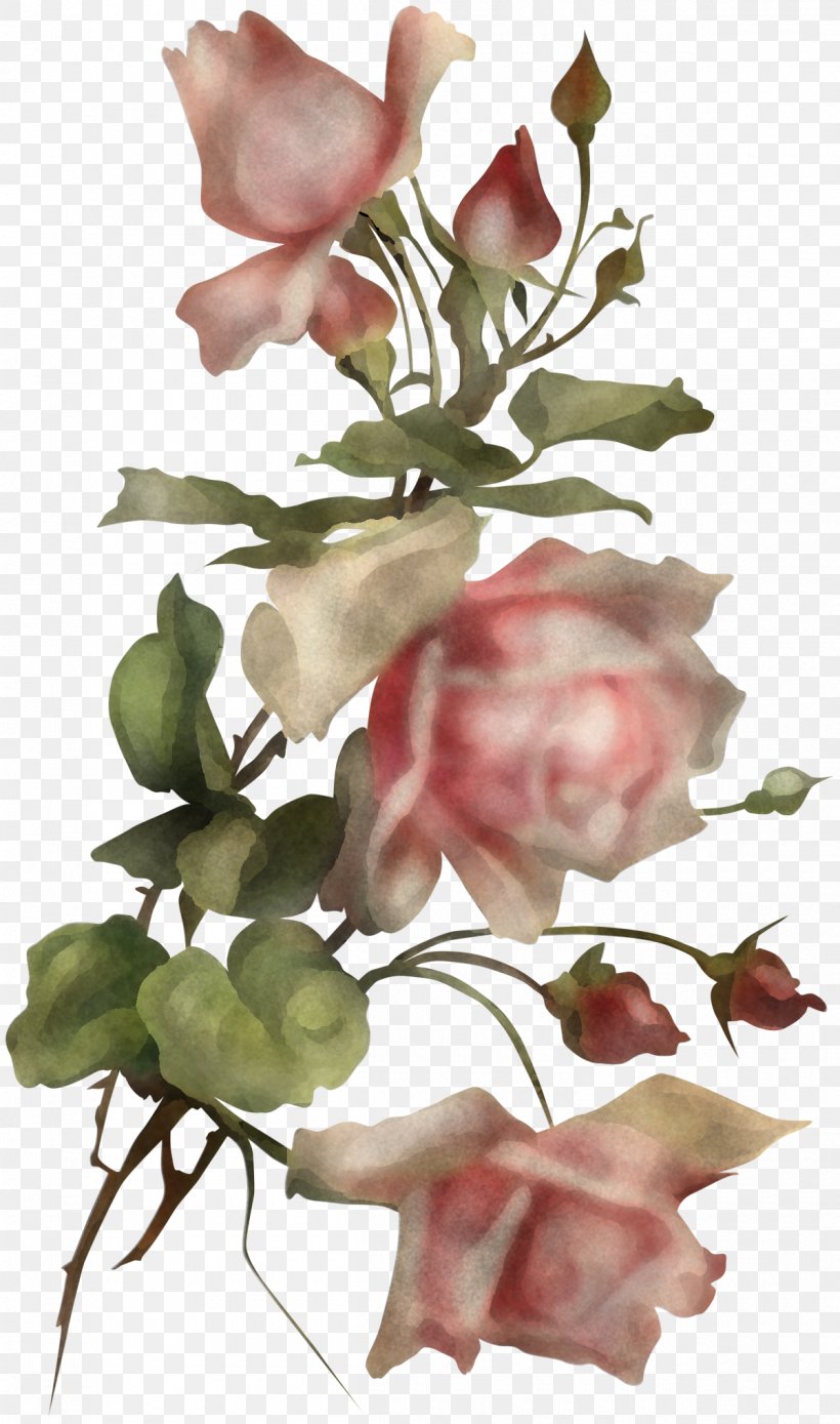 Rose, PNG, 1200x2033px, Flower, Bouquet, Cut Flowers, Flowering Plant, Petal Download Free