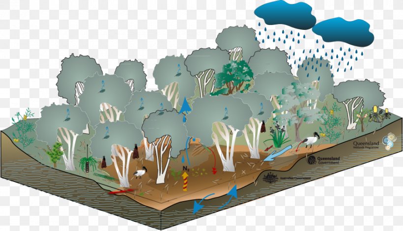 Swamp Wetland Floodplain Melaleuca Gum Trees, PNG, 900x518px, Swamp, Ecology, Ecosystem, Floodplain, Geomorphology Download Free