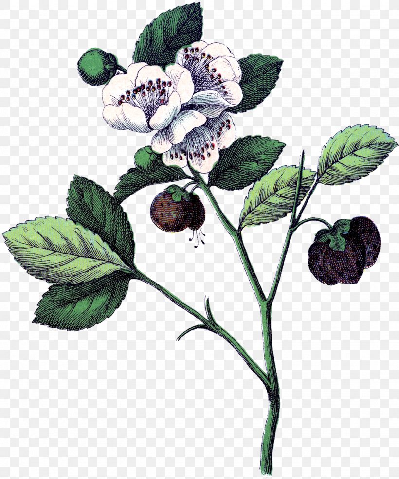 Botanical Illustration Strawberry Botany Flower Plant Anatomy, PNG, 1331x1600px, Botanical Illustration, Art, Berry, Bilberry, Blackberry Download Free