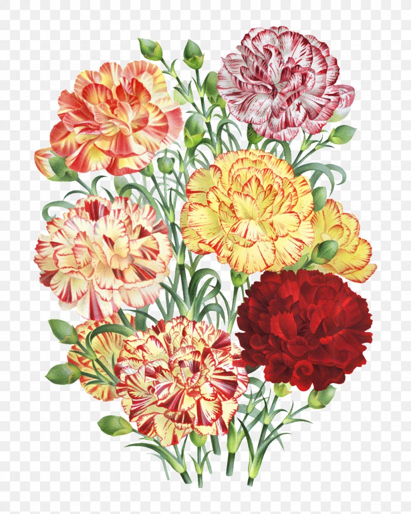 Carnation Floral Design Flower Bouquet Painting, PNG, 1024x1280px, Carnation, Art, Artist, Botanical Illustration, Botany Download Free