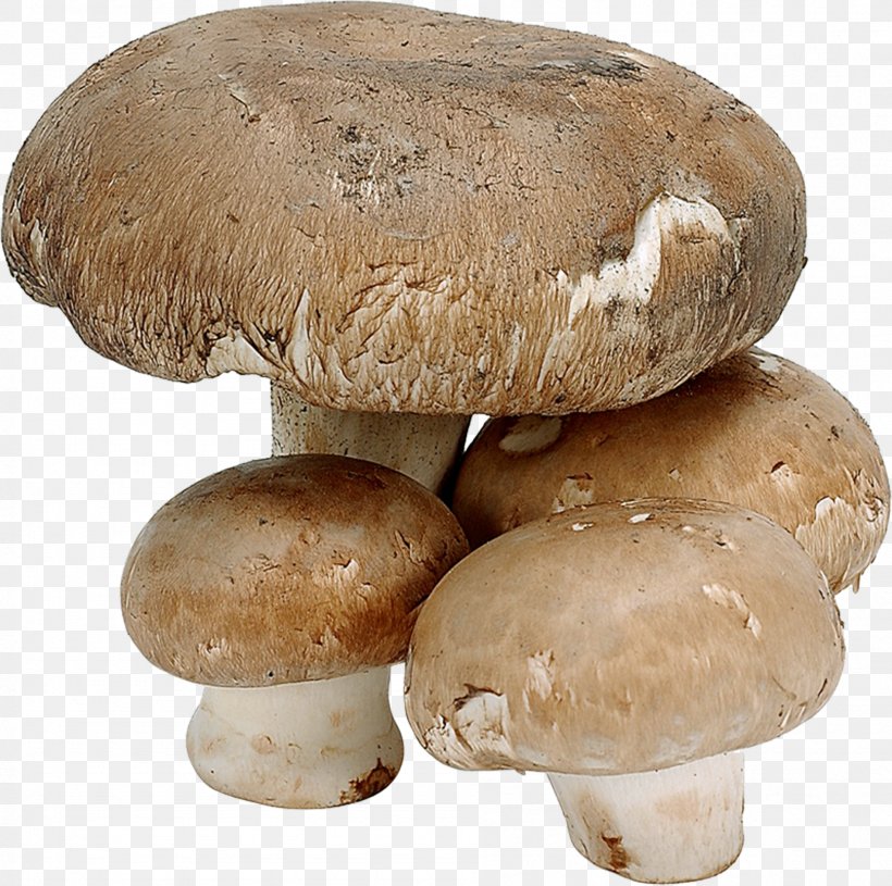 Common Mushroom Shiitake Fungus Edible Mushroom, PNG, 1898x1888px, Common Mushroom, Agaricaceae, Agaricomycetes, Agaricus, Champignon Mushroom Download Free