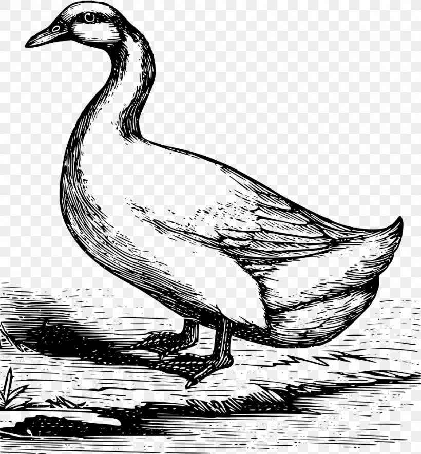 Duck American Pekin Mallard Goose Drawing, PNG, 927x1000px, Duck, American Pekin, Anatidae, Animal, Art Download Free