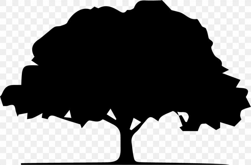 Oak Tree Silhouette, PNG, 1130x743px, Tree, Black, Blackandwhite, Branch, Cloud Download Free