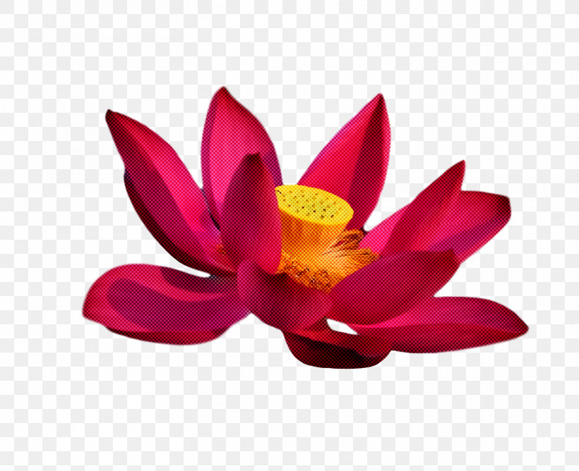 Sacred Lotus Nelumbonaceae Petal Flower Magenta Telekom, PNG, 1570x1280px, Sacred Lotus, Flower, Magenta Telekom, Nelumbonaceae, Petal Download Free