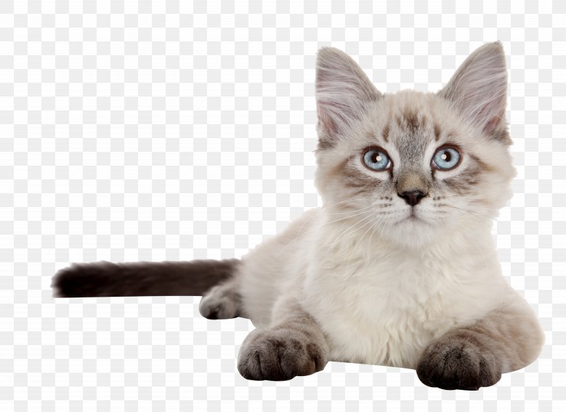 Siberian Cat Siamese Cat Kitten Dog Puppy, PNG, 5135x3744px, Siberian Cat, Asian Semi Longhair, Balinese, Birman, Carnivoran Download Free
