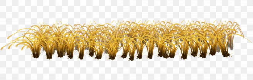 Yellow Commodity Grasses Family, PNG, 4384x1400px, Yellow, Commodity, Family, Grass Family, Grasses Download Free