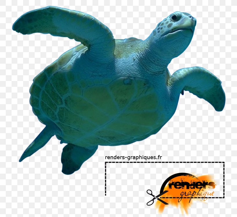 Loggerhead Sea Turtle Marine Biology, PNG, 750x750px, Loggerhead Sea Turtle, Animal, Biology, Black Rock Shooter, Fauna Download Free