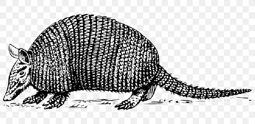 Armadillo Sloth Floral Tattoo Animal Anteater, PNG, 800x400px, 2018, Armadillo, Animal, Animal Figure, Anteater Download Free