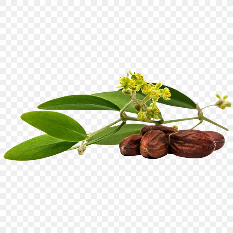 Jojoba Oil Seed Oil, PNG, 1024x1024px, Jojoba, Carrier Oil, Essential Oil, Flower, Herbalism Download Free