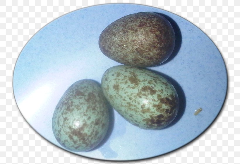 White-rumped Shama Magpie-robins Egg Animal Pet, PNG, 765x563px, Whiterumped Shama, Animal, Egg, Magpierobins, Pebble Download Free