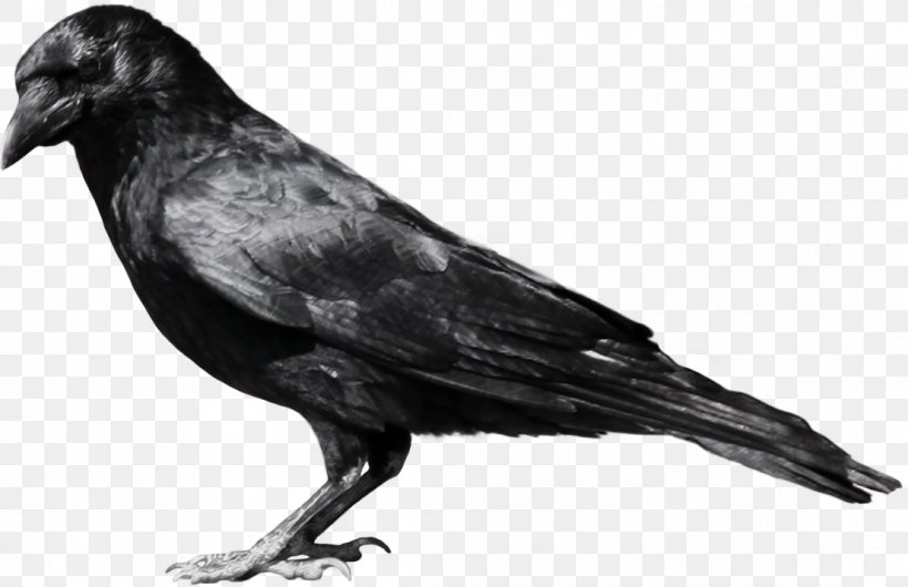 American Crow Common Raven Fish Crow Clip Art, PNG, 1106x715px, Common Raven, American Crow, Beak, Bird, Black And White Download Free