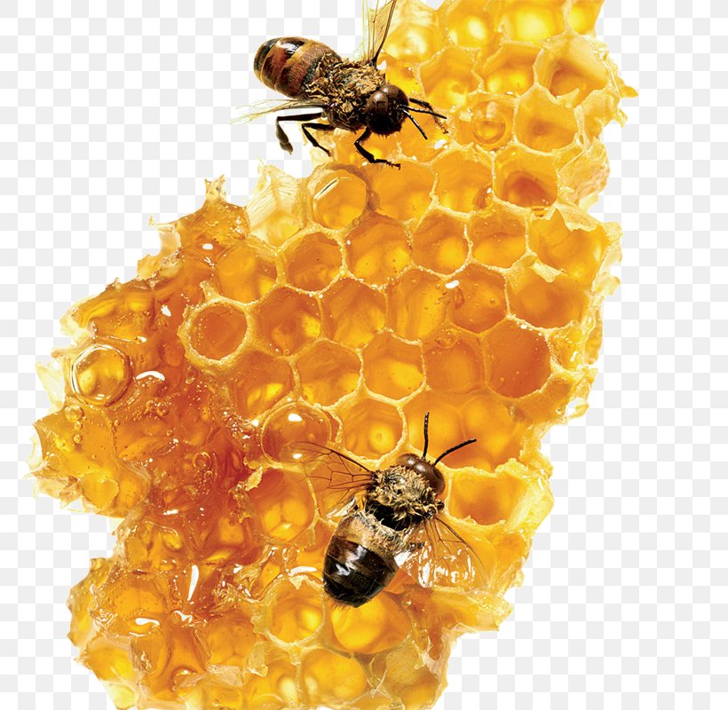 Honey Bee Honey Bee Sugar Food, PNG, 800x800px, Bee, Arthropod, Bee Pollen, Brown Sugar, Food Download Free