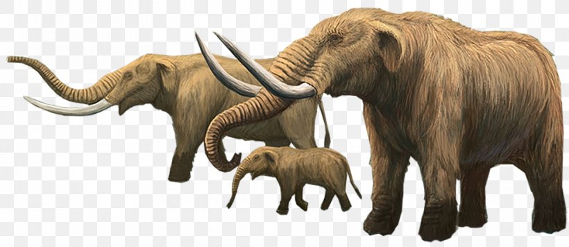Indian Elephant African Elephant Mammoth Tusk Elephantidae, PNG, 985x428px, Watercolor, Cartoon, Flower, Frame, Heart Download Free