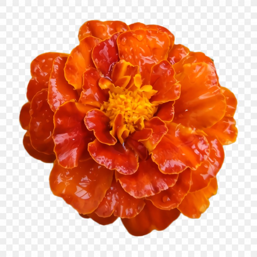 Marigold Flower, PNG, 2000x2000px, Marigold, Bloom, Blossom, Flora, Flower Download Free