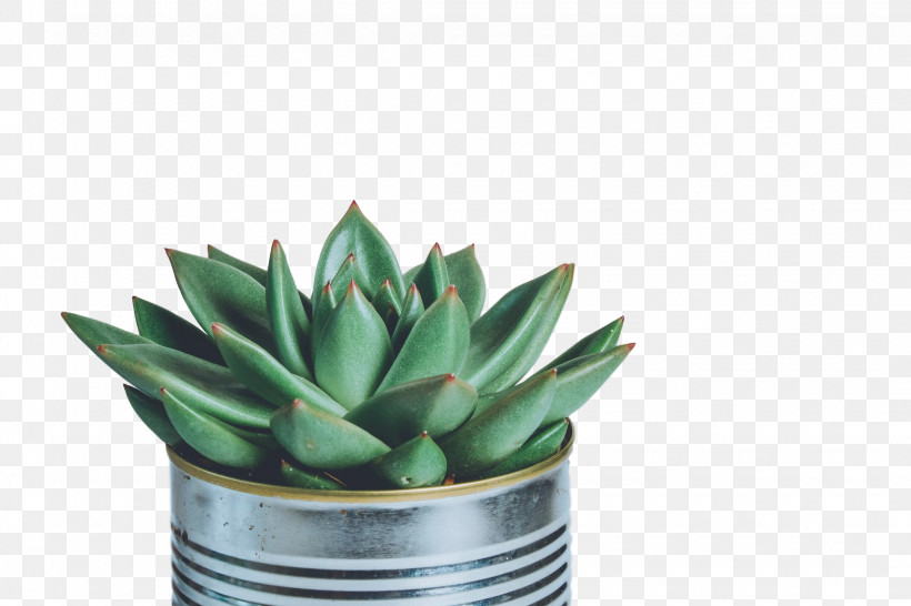 Succulent Plant Pexels Stock.xchng Image Stock Photography, PNG, 2250x1500px, Succulent Plant, Agave, Agave Azul, Aloe, Aloes Download Free