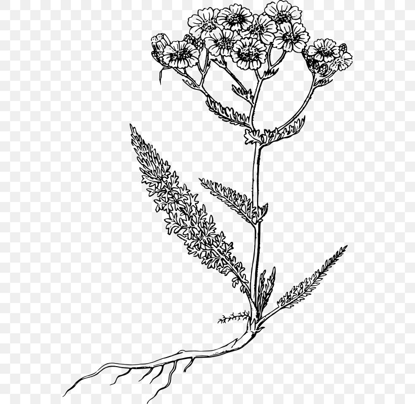 Yarrow Clip Art, PNG, 574x800px, Yarrow, Black And White, Branch, Drawing, Flora Download Free