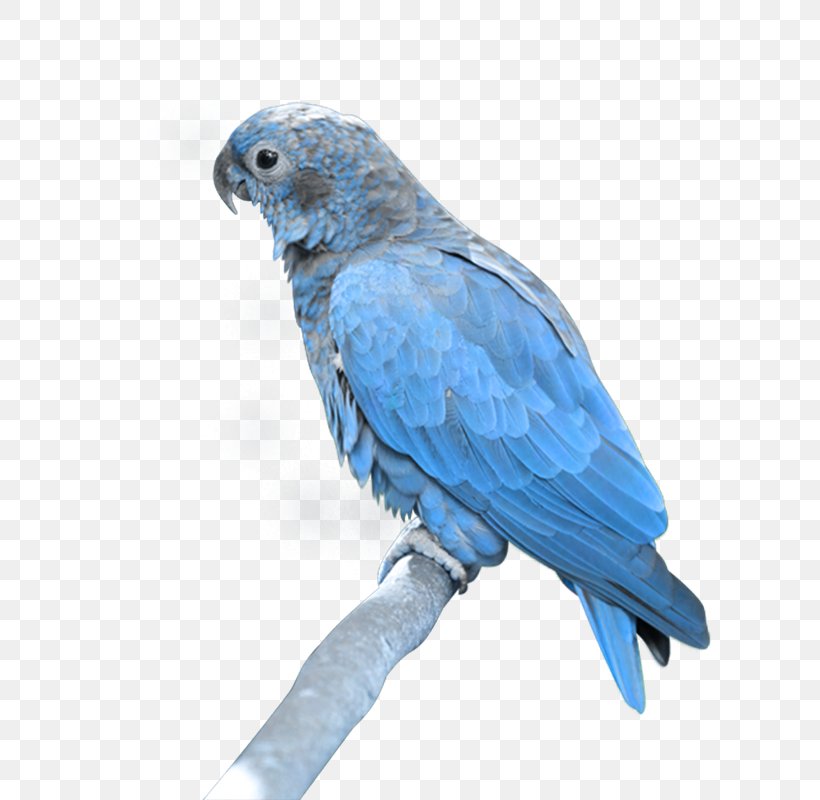 Hyacinth Macaw, PNG, 709x800px, Hyacinth Macaw, African Grey, Beak, Bird, Cobalt Blue Download Free