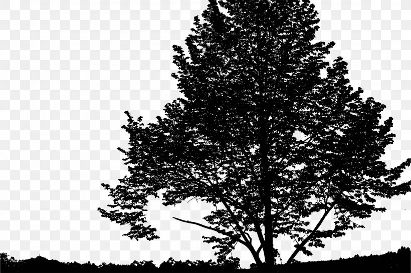 Spruce Landscape, PNG, 2314x1538px, Spruce, Biome, Black And White, Branch, Conifer Download Free