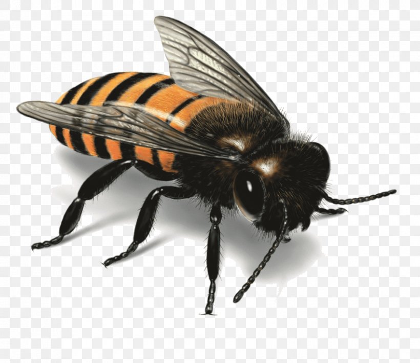 Bee Insect Clip Art, PNG, 850x734px, Western Honey Bee, Africanized Bee, Arthropod, Bee, Fly Download Free