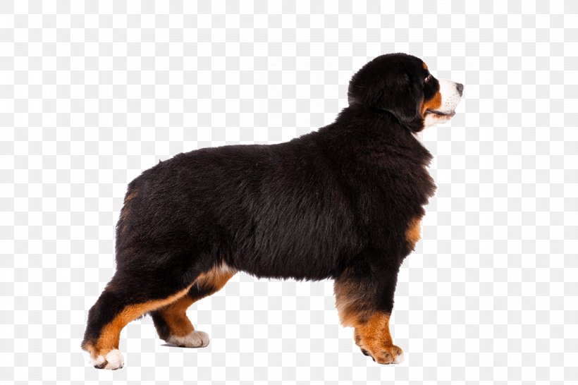 Bernese Mountain Dog Alaskan Malamute Greater Swiss Mountain Dog Newfoundland Dog Affenpinscher, PNG, 1170x780px, Bernese Mountain Dog, Affenpinscher, Alaskan Malamute, American Kennel Club, Boxer Download Free