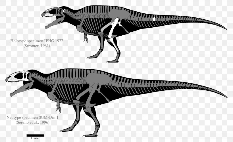 Carcharodontosaurus Giganotosaurus Acrocanthosaurus Tyrannotitan Velociraptor, PNG, 4941x3006px, Carcharodontosaurus, Acrocanthosaurus, Black And White, Bone, Carcharodontosauridae Download Free