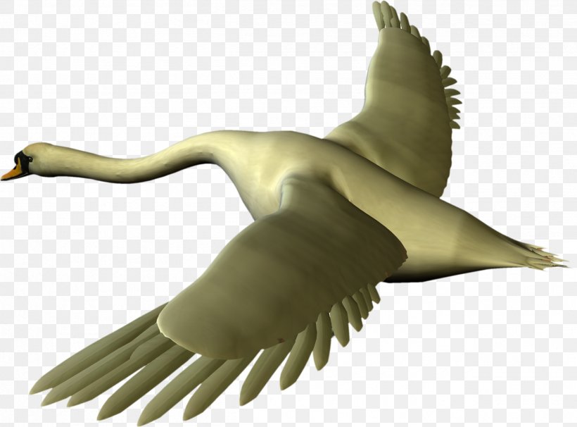 Duck Cygnini Goose Clip Art, PNG, 2506x1852px, Duck, Beak, Bird, Cygnini, Depositfiles Download Free