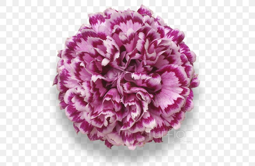Violet Lilac Purple Cut Flowers, PNG, 652x532px, Violet, Burgundy, Carnation, Color, Cut Flowers Download Free