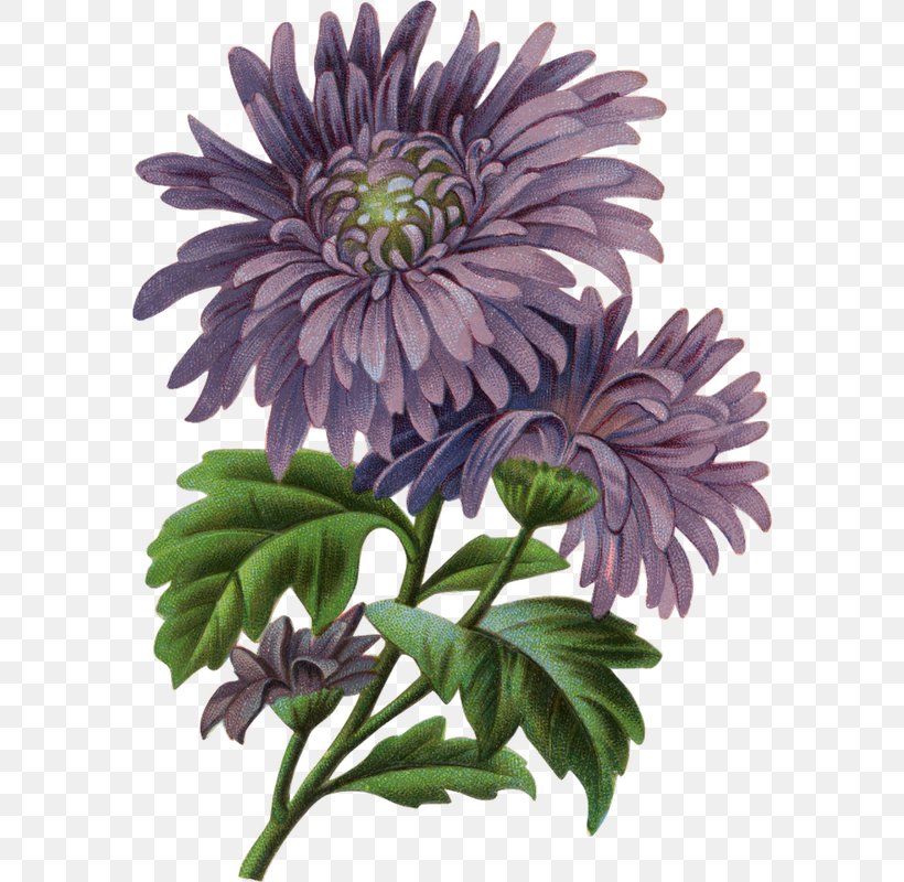 Botanical Illustration Watercolor Painting Clip Art, PNG, 580x800px, Botanical Illustration, Annual Plant, Art, Aster, Chrysanths Download Free