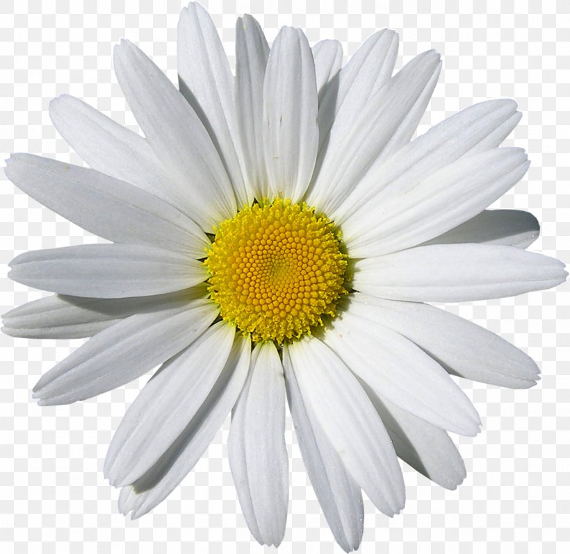 Common Daisy Daisy Family Flower Oxeye Daisy Royalty-free, PNG, 1292x1258px, Common Daisy, Annual Plant, Aster, Chamaemelum Nobile, Chamomile Download Free
