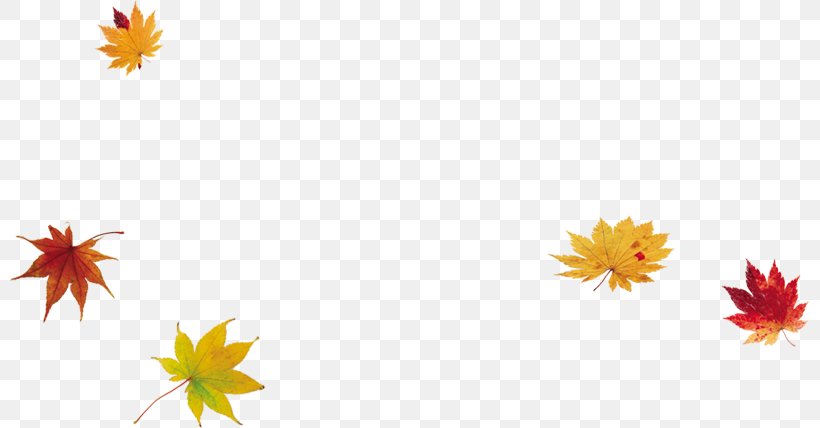 Maple Leaf, PNG, 800x428px, Maple Leaf, Autumn, Dahlia, Floral Design, Flower Download Free