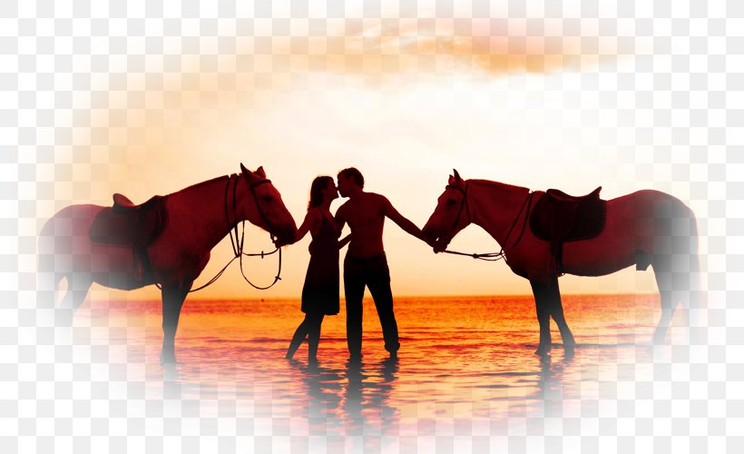 Romance American Quarter Horse Love Kiss Couple, PNG, 800x500px, Romance, Affection, American Quarter Horse, Boyfriend, Bridle Download Free