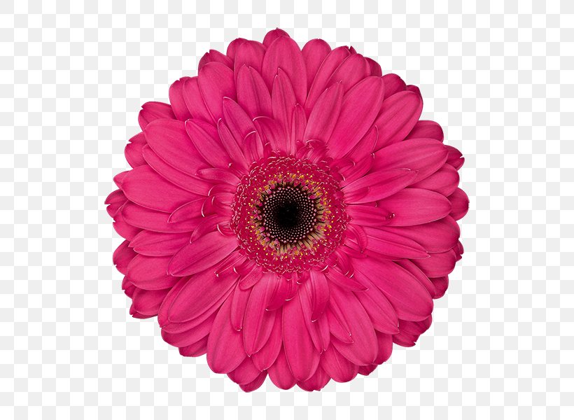 Transvaal Daisy Cut Flowers Floristry Café De L'Amitié Flower Bouquet, PNG, 600x600px, Transvaal Daisy, Balloon, Color, Cultivar, Cut Flowers Download Free
