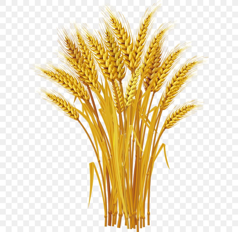Wheat Royalty-free Ear Clip Art, PNG, 618x800px, Wheat, Avena, Cereal, Cereal Germ, Commodity Download Free