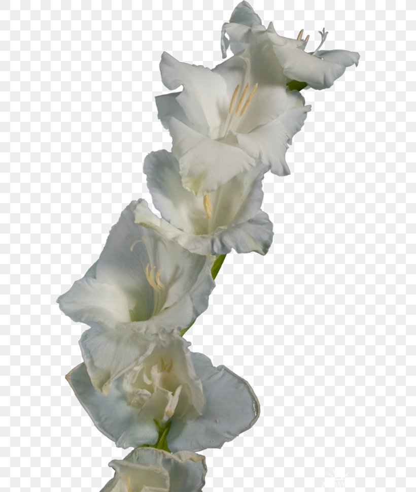 Gladiolus Cut Flowers Iridaceae Clip Art, PNG, 600x969px, Gladiolus, Carnation, Common Daisy, Cut Flowers, Flower Download Free
