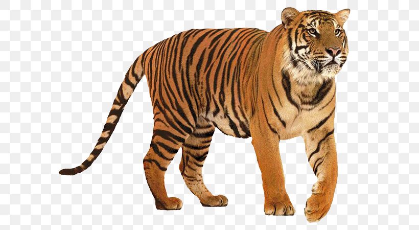 Lion Big Cat Siberian Tiger Felidae, PNG, 600x450px, Lion, Animal, Animal Figure, Bengal Tiger, Big Cat Download Free
