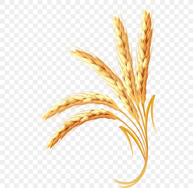 Wheat Adobe Illustrator Ear, PNG, 523x800px, Wheat, Cereal, Cereal Germ, Commodity, Ear Download Free