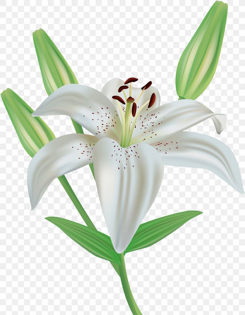 Easter Lily Background, PNG, 937x1204px, Easter Lily, Arumlily, Crinum, Cut Flowers, Flower Download Free