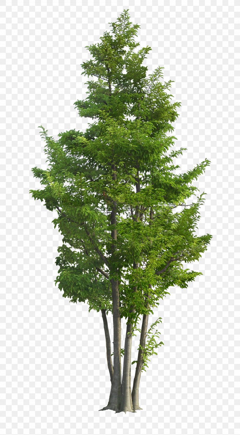 Ilex Rotunda Tree Landscape Garden Green, PNG, 2100x3797px, Ilex Rotunda, Bonsai, Branch, Conifer, Evergreen Download Free